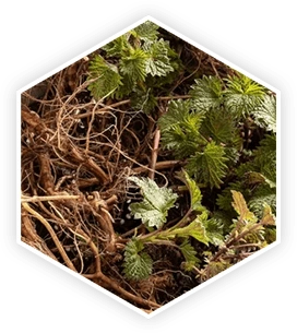 ProstaVive Nettle Root